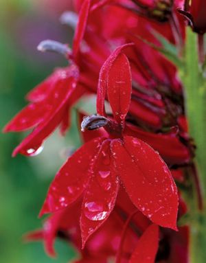 Countryliving.com - A Garden in Puget Sound - red Cardinal Flower.jpg